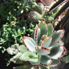Kalanchoe Tomentosa Or Panda Plant Plants Succulents House Plants