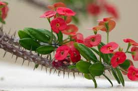 Image result for Blepharis burundiensis