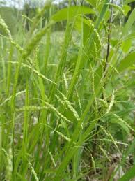 Image result for Oxyrhachis gracillima