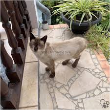 Trouve Chat Type Siamois A Saint Paul Pattes En Cavale 974 Facebook