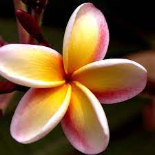 Pink And Yellow Plumeria By Brian Harig Beautiful Flowers Photography Plumeria Beautiful Flowers
