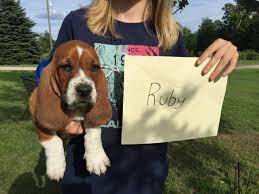 Browse thru basset hound puppies for sale in michigan, usa area listings on puppyfinder.com to find your perfect puppy. All Females Pure Bred Basset Hound Puppies For Adoption In Wyoming Michigan Puppies For Sale Near Me