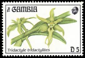 Image result for Tridactyle tridactylites