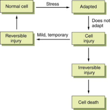 The Flow Chart Of Cell Adaptation And Injury Apoptosis