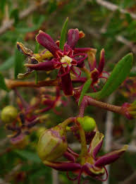 Image result for Apocynaceae subfamily Periplocoideae