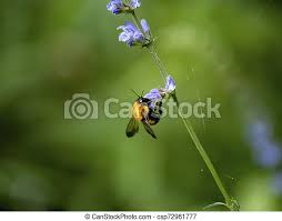 No hair on their abdomen. Japanese Bumble Bee On Lavender Flowers 2 A Japanese Bumble Bee Or Carpenter Bee Feeds From Small Lavender Flowers In A Canstock
