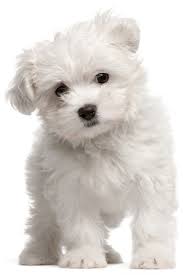 Maltese Puppy 2 Months Old Standing In Front Of White Backgroun Maltese Puppy 2 Months Old Stan Maltese Dog Breed Maltese Puppy Low Maintenance Dog Breeds