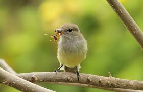 Image result for Microcharis