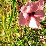 Image result for Sesamum alatum