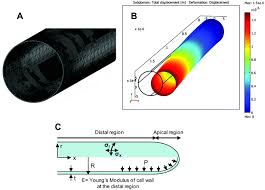 The cell wall is the structural layer encircling the cell membrane. Quantification Of The Young S Modulus Of The Primary Plant Cell Wall Using Bending Lab On Chip Bloc Lab On A Chip Rsc Publishing