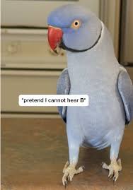 I’d like to know Hams definition of “WAH” one day. | ham | TikTok