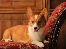 Die Hunde Queen Elizabeth Ii Und Ihre Corgis