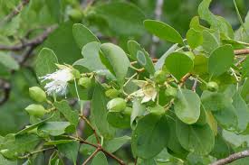 Image result for Sonneratia alba