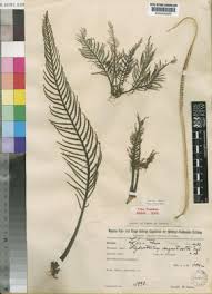 Image result for Hydrostachys lukungensis