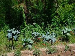 Because of this, they're one of the easier perennial vegetables to introduce to your garden, since you can use them just like you would kale or collard greens. Tree Collards How To Grow And Use Them Horticulture