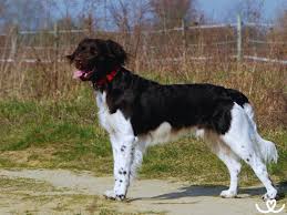 Image result for Velký münsterlandský ohař