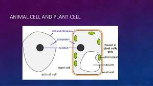Also explore over 22 similar quizzes in this category. Form 1 Chapter 2 Cell As A Unit Of Life