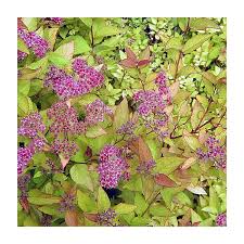 Image result for Spiraea bumalda