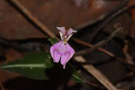 Image result for Disperis dicerochila