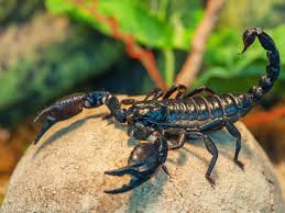 Are scorpions venomous? | Poison Control