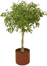 30 Ficus Tree Bodhi Tree Sacred Fig Bo Tree Pipal Etsy