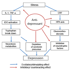 Antidepressants Have Anti Inflammatory Effects That May Be