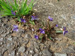 Image result for Viola abyssinica