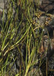 Image result for Stuckenia