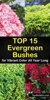 Top 15 Evergreen Bushes For Vibrant Color All Year Long Shade Shrubs Evergreen Bush Azaleas Landscaping