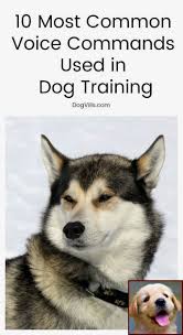 A special note about husky puppies: Dog Behavior Training Classes Near Me And Dog Trainer Courses Australia Dog Training Dog Training Obedience Training Your Dog