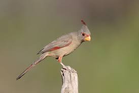 Common Birds Of The Southwest Pyrrhuloxia Arizona Birds Beautiful Birds White Eyes