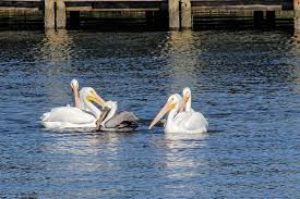 The beak pouch can hold as much as three gallons of water, which is more than three times what this animal's stomach can hold. Bird Bullies American White Pelicans Gang Up On A Smaller Cousin Animal Behaviour Earth Touch News