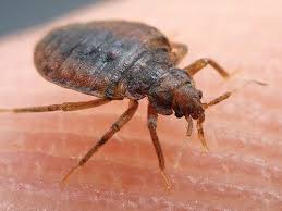 Autre exemple ici de boutons de punaises.leur diamètre est assez large, plus de 1 cm de. Comment Se Debarrasser Des Punaises De Lit