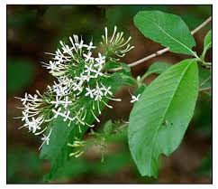 Image result for Pavetta incana