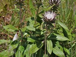 Image result for Macledium zeyheri