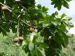 Image result for Pouteria