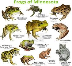 frogs species of minnesota frog species frog toad