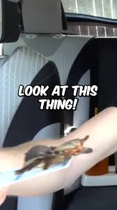 No more spiders please 🙅‍♂️