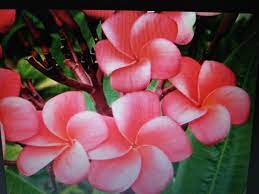 Bunga kamboja umumnya ditanam di pekarangan rumah untuk mempercantik rumah. Fuziah Sulaiman Blog Jom Kenali Kemboja Plumeria Di Laman Wofa