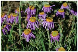 Image result for Eriocephalus ambiguus