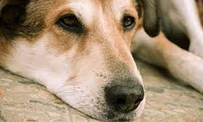 Most seizure disorders begin when you're younger.8 x research source. Signs Symptoms Of A Dog Brain Tumor Canna Pet