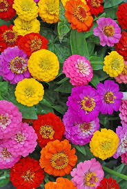 Wie Man Zinnien Fur Sommerfarben Zuchtet Zinnia Flowers Zinnia Garden Get Well Soon Flowers