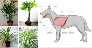 When my cat adopted me last year, the last thing on my mind was checking to make sure my houseplants were safe for pets. These 11 Plants Purify The Air From Cancer Causing Chemicals And Are Safe For Cats And Dogs Holistic Pet Journal