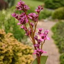 Image result for Bergenia