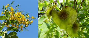 Image result for Pterocarpus rotundifolius