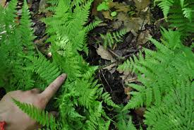 Image result for Diplazium humbertii