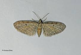 Image result for Eupithecia tenuiata