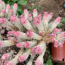 Image result for Euphorbia epicyparissias