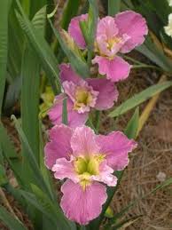 We are finding that this and many other of our photos have been blogged. 5 Easy Plants That Flourish In Dallas Landscapes Plants Growing Irises Iris Flowers