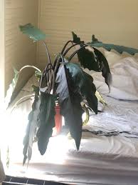 It requires low, indirect sunlight and moderately warm temperatures to grow their full potential. Help With Plant Identification And Care Tips A Friend Gave Her To Me For Free I Know She S An Alocasia Of Some Kind And She Looks A Little Defeated How Can I